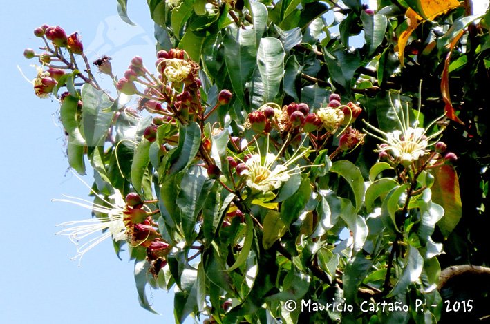 Guayacán de Manizales - Vista principal
